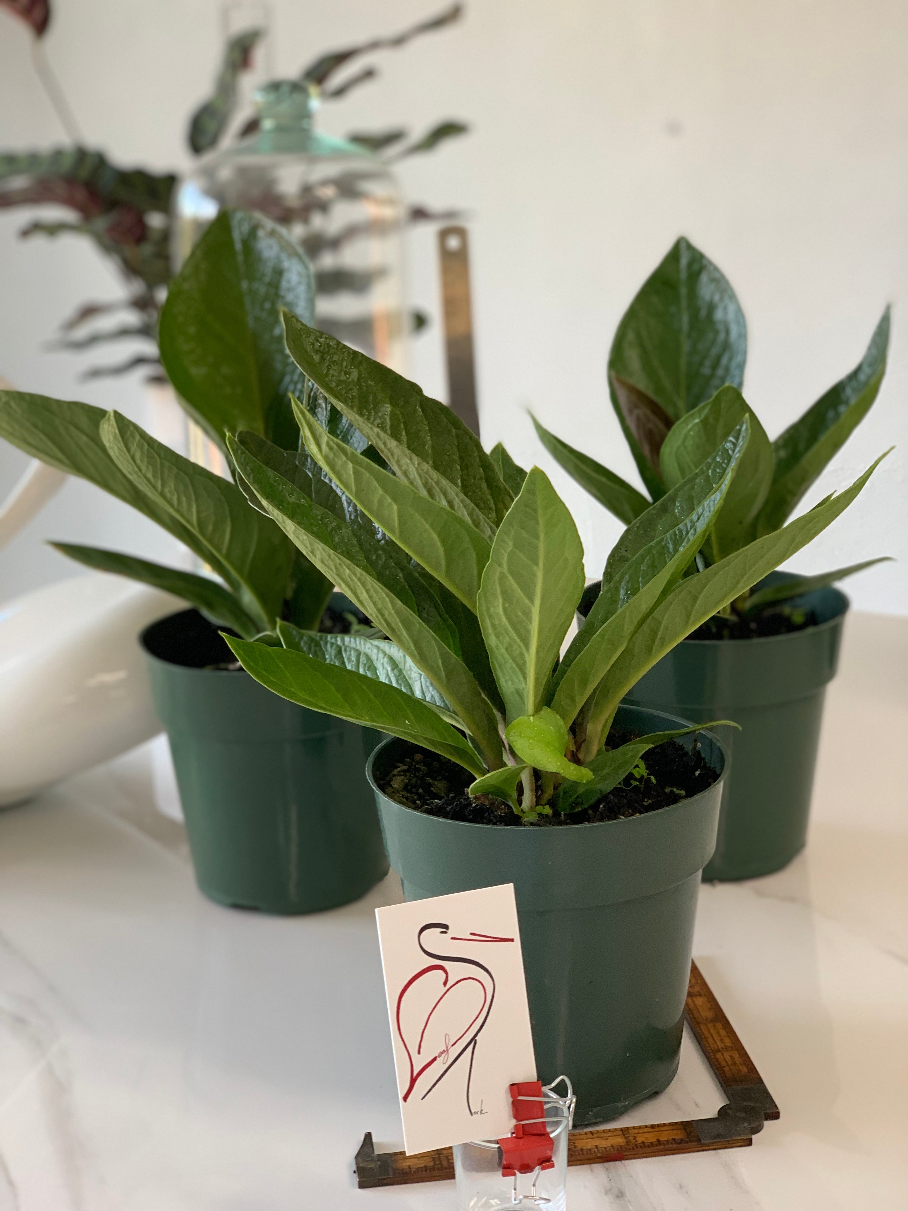 Anthurium superbum deals