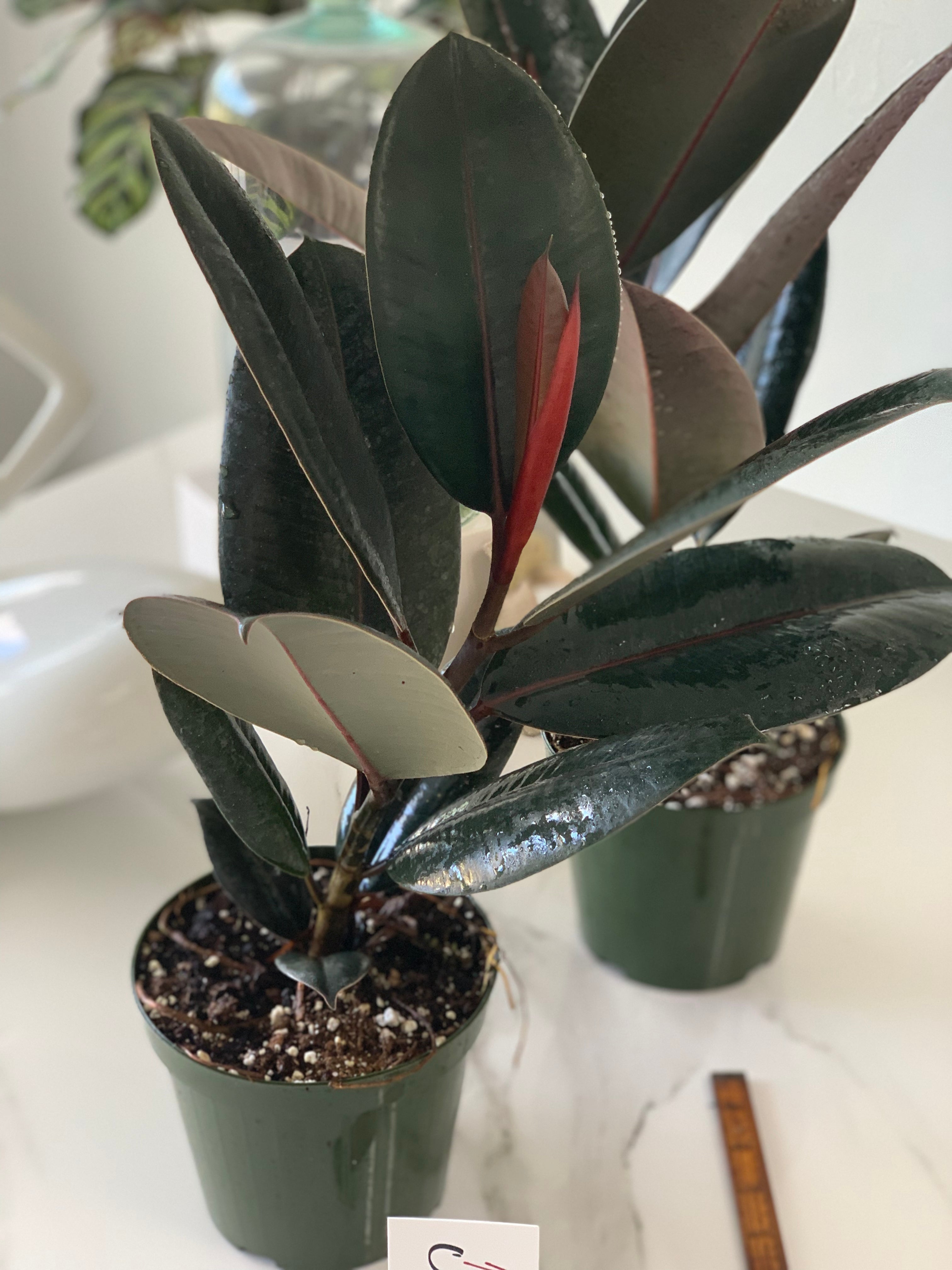 ficus elastica burgundy rubber tree Ficus Elastica Burgundy | Rubber Tree | 8" Pot