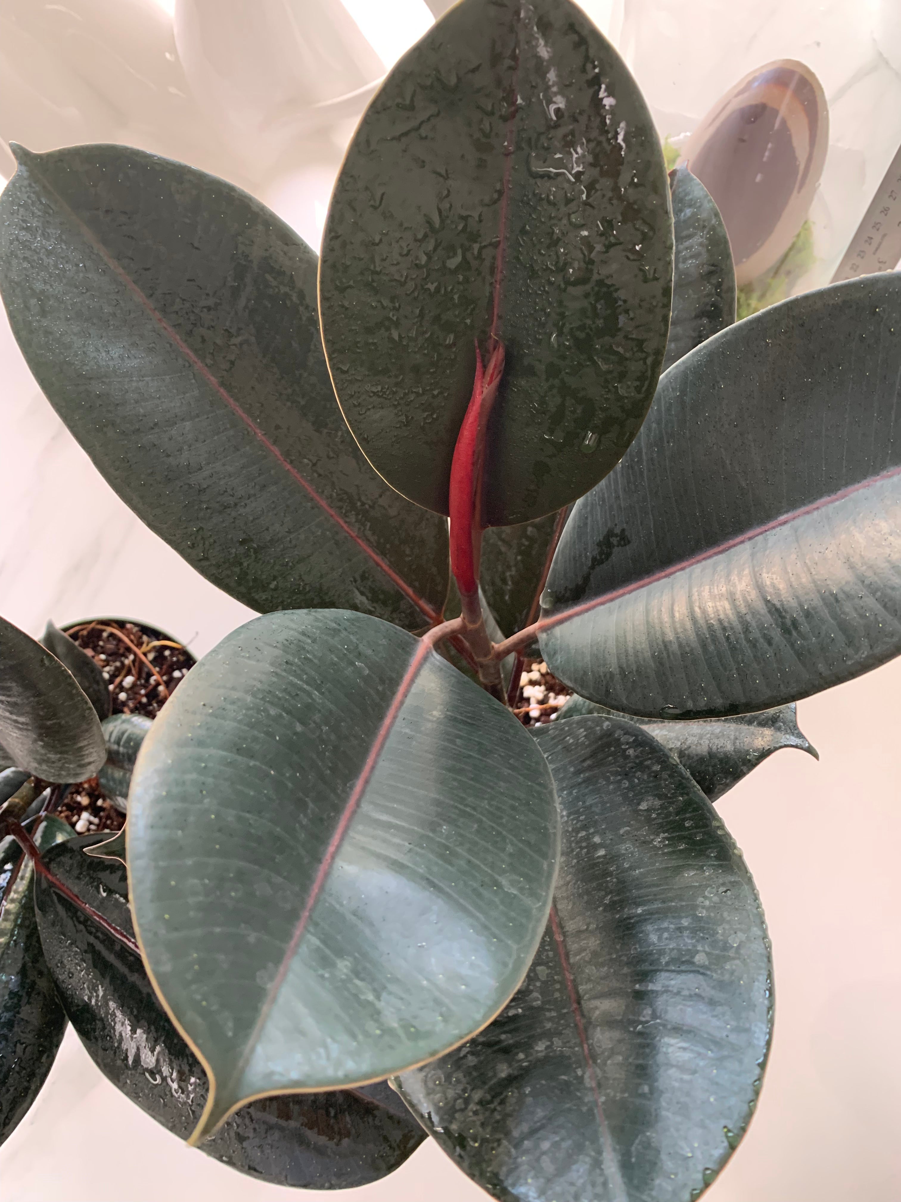 large burgundy rubber tree Ficus Elastica Burgundy | Rubber Tree | 8" Pot