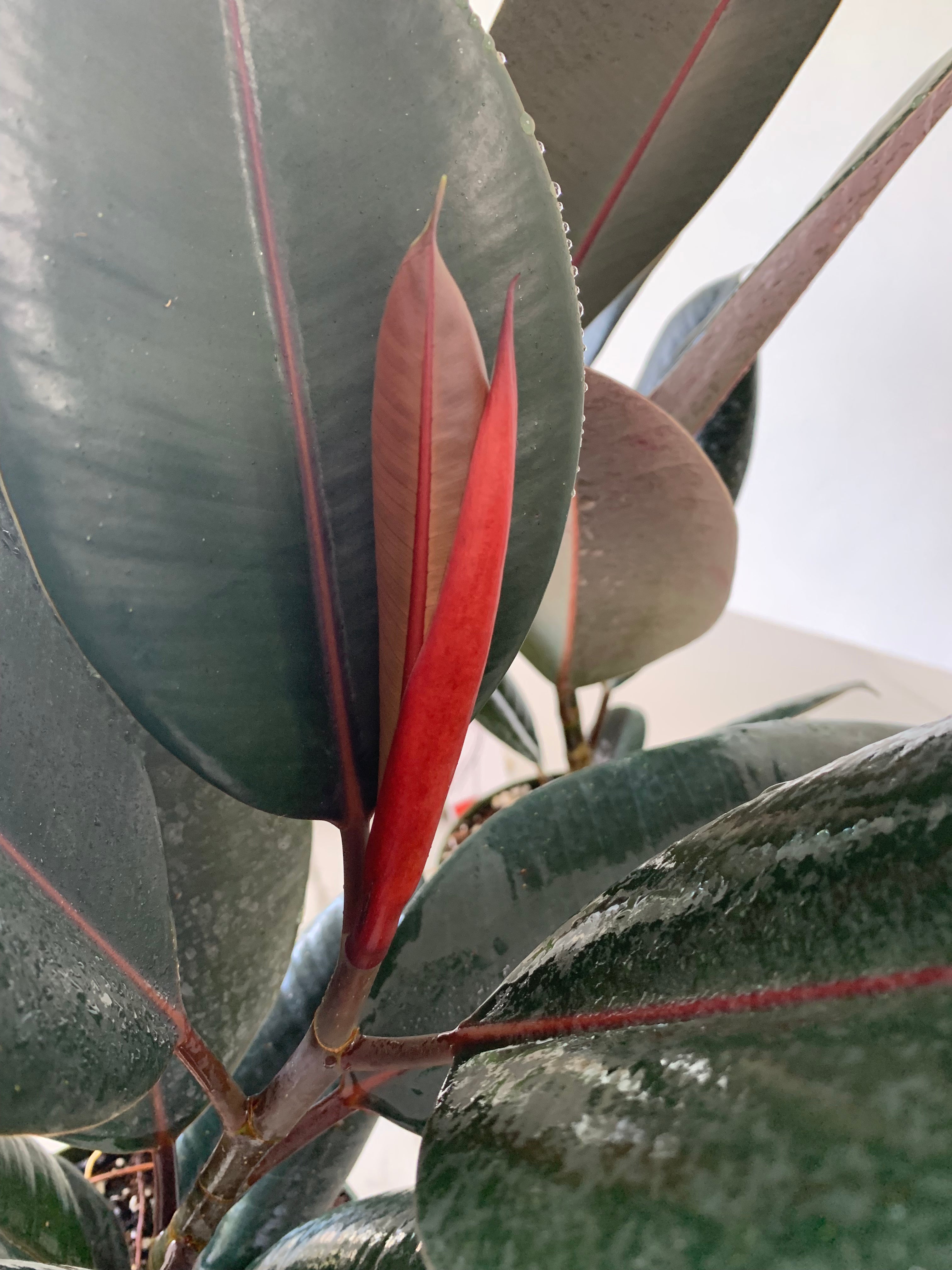 rubber tree leaves turning red Ficus elastica "Burgundy Rubber Tree" – Leaf Stork