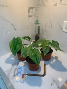 philodendron pastazanum silver nieve Philodendron Pastazanum Silver – Leaf Stork