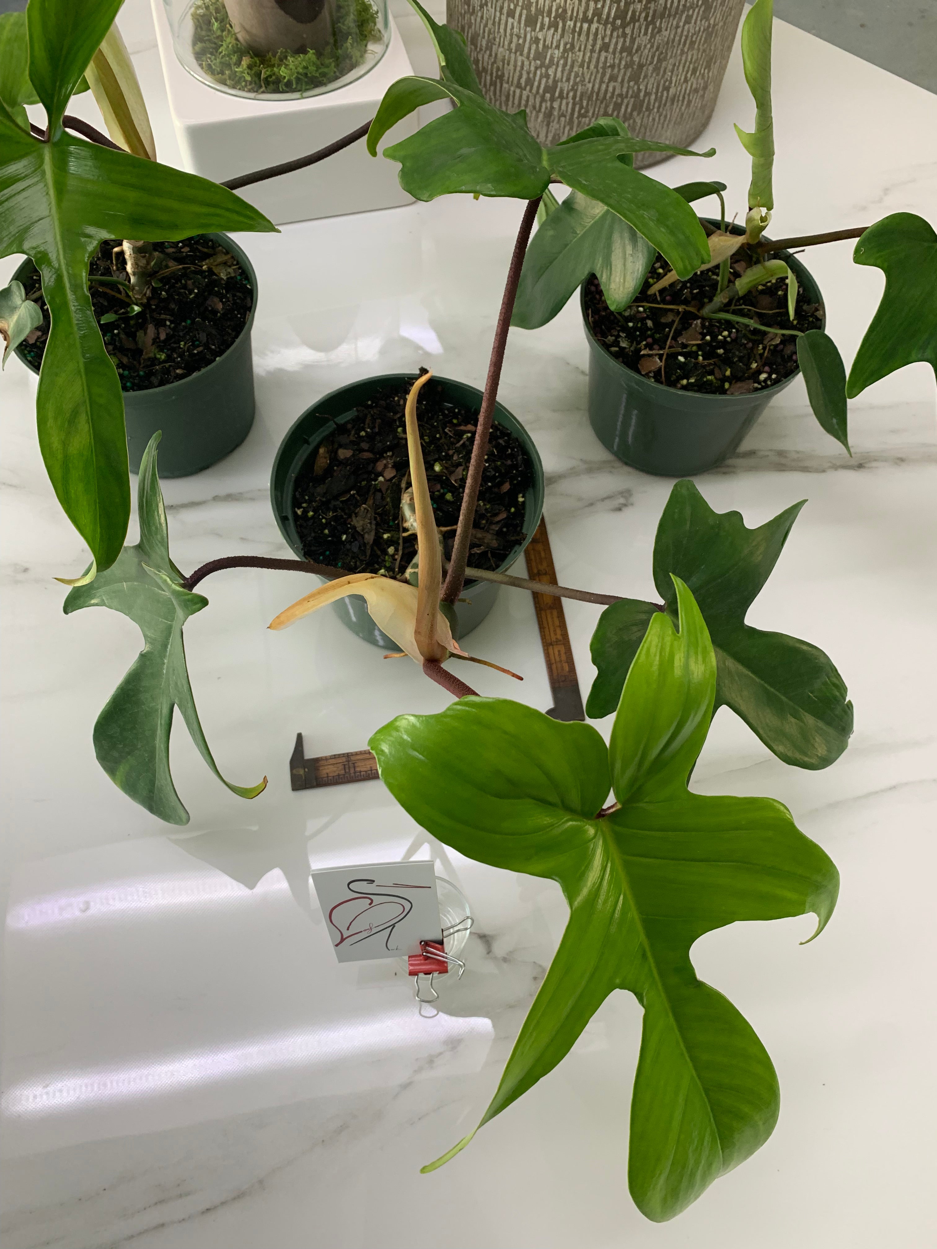 Philodendron Florida Red Stem