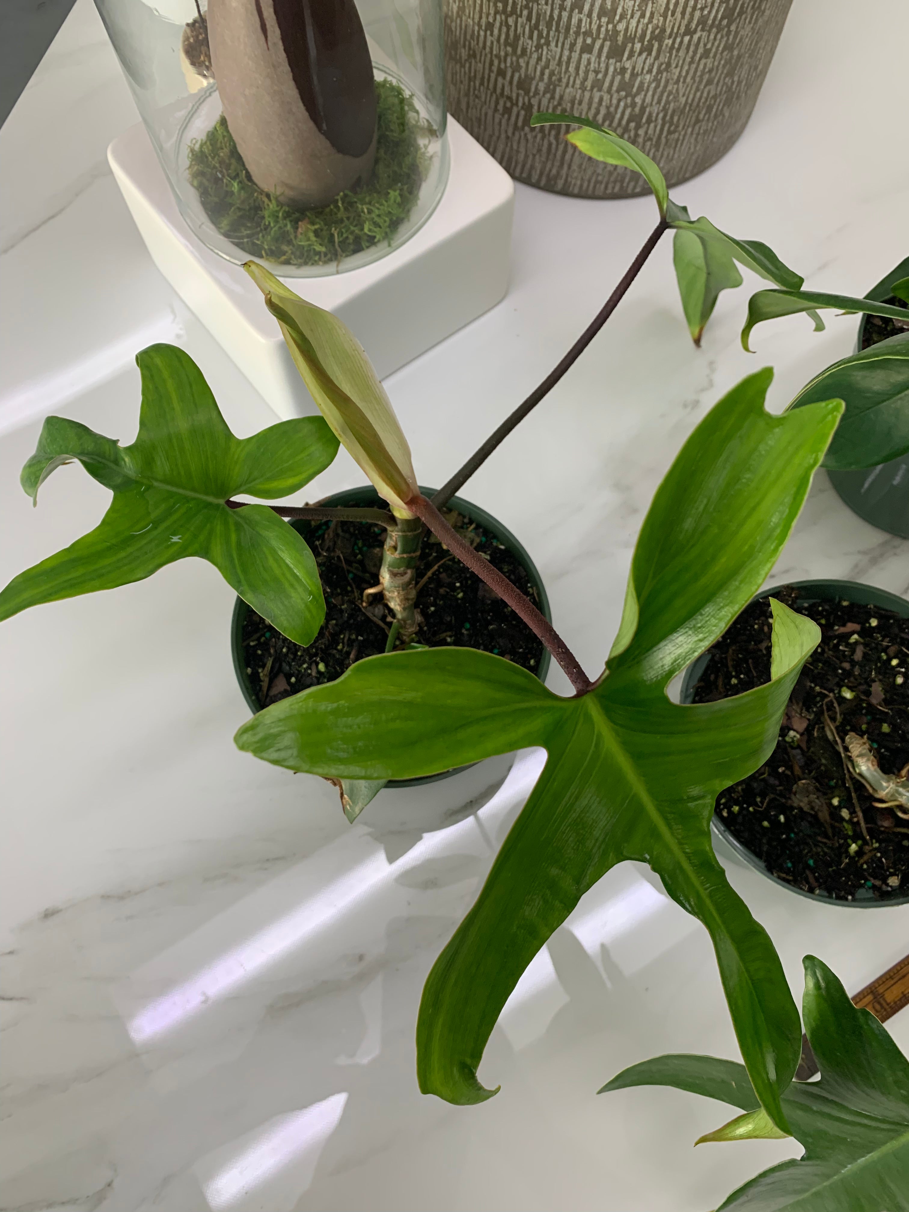 Philodendron Florida Red Stem