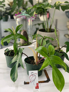 philodendron spiky stem Philodendron Florida Red Stem – Leaf Stork