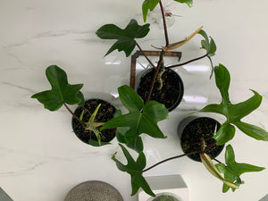 510 philodendron punta gorda fl 33955 Philodendron Florida Red Stem – Leaf Stork