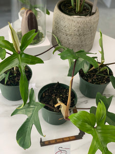 philodendron spiky stem Philodendron Florida Red Stem – Leaf Stork