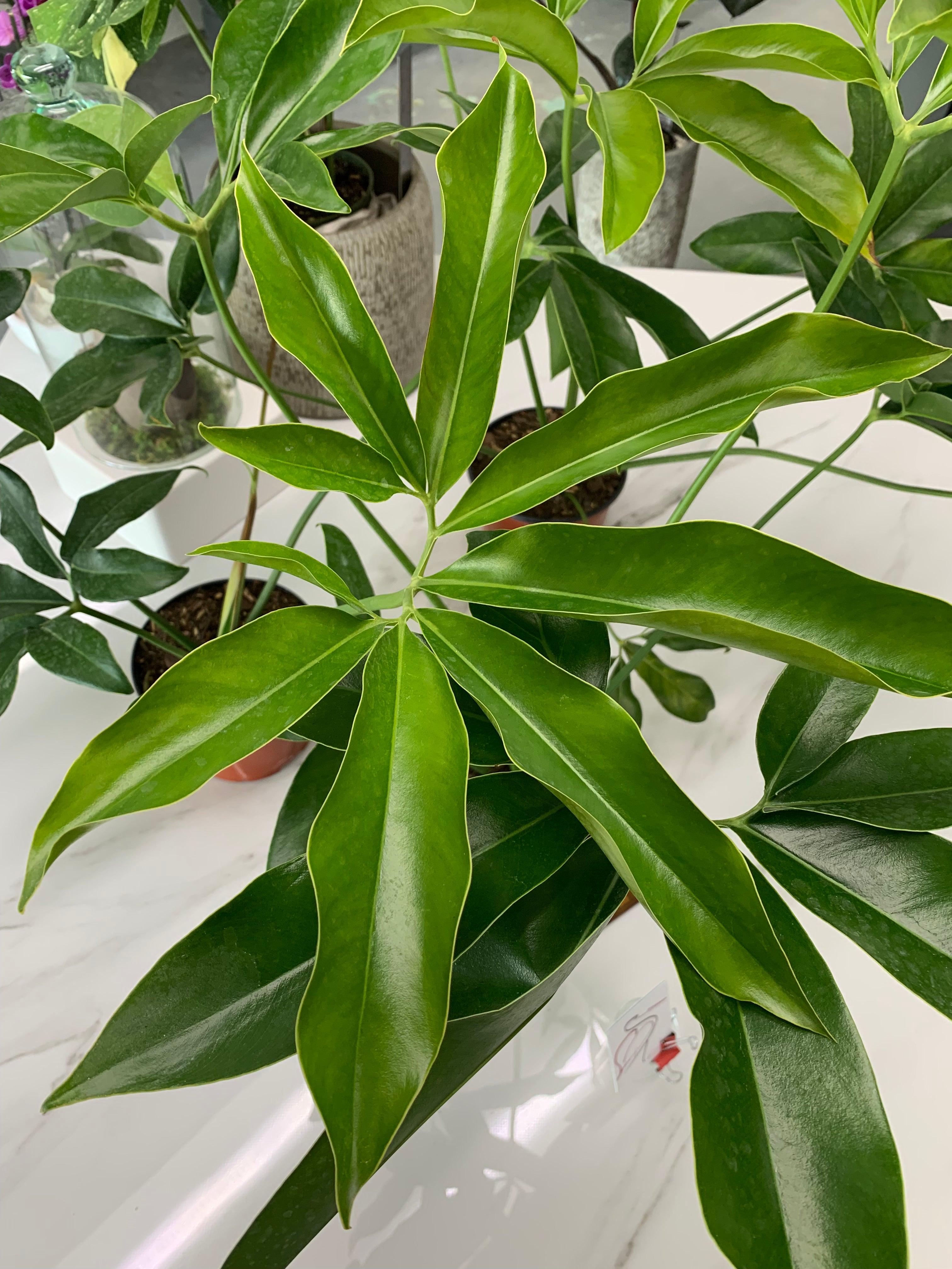 Thaumatophyllum spruceanum 'Philodendron Goeldii'