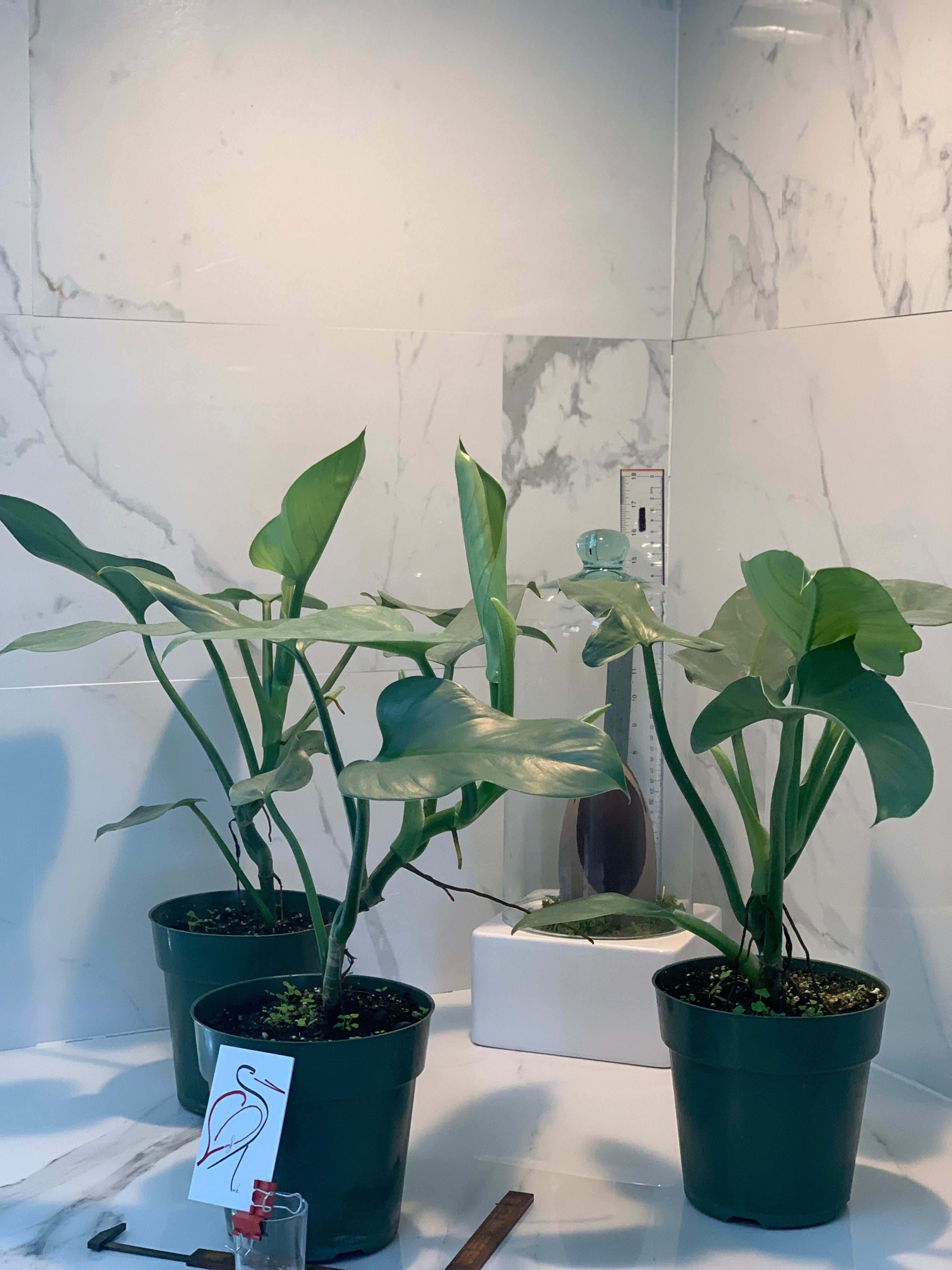 philodendron hastatum soil Philodendron hastatum glaucophyllum " Silver Sword" – Leaf Stork