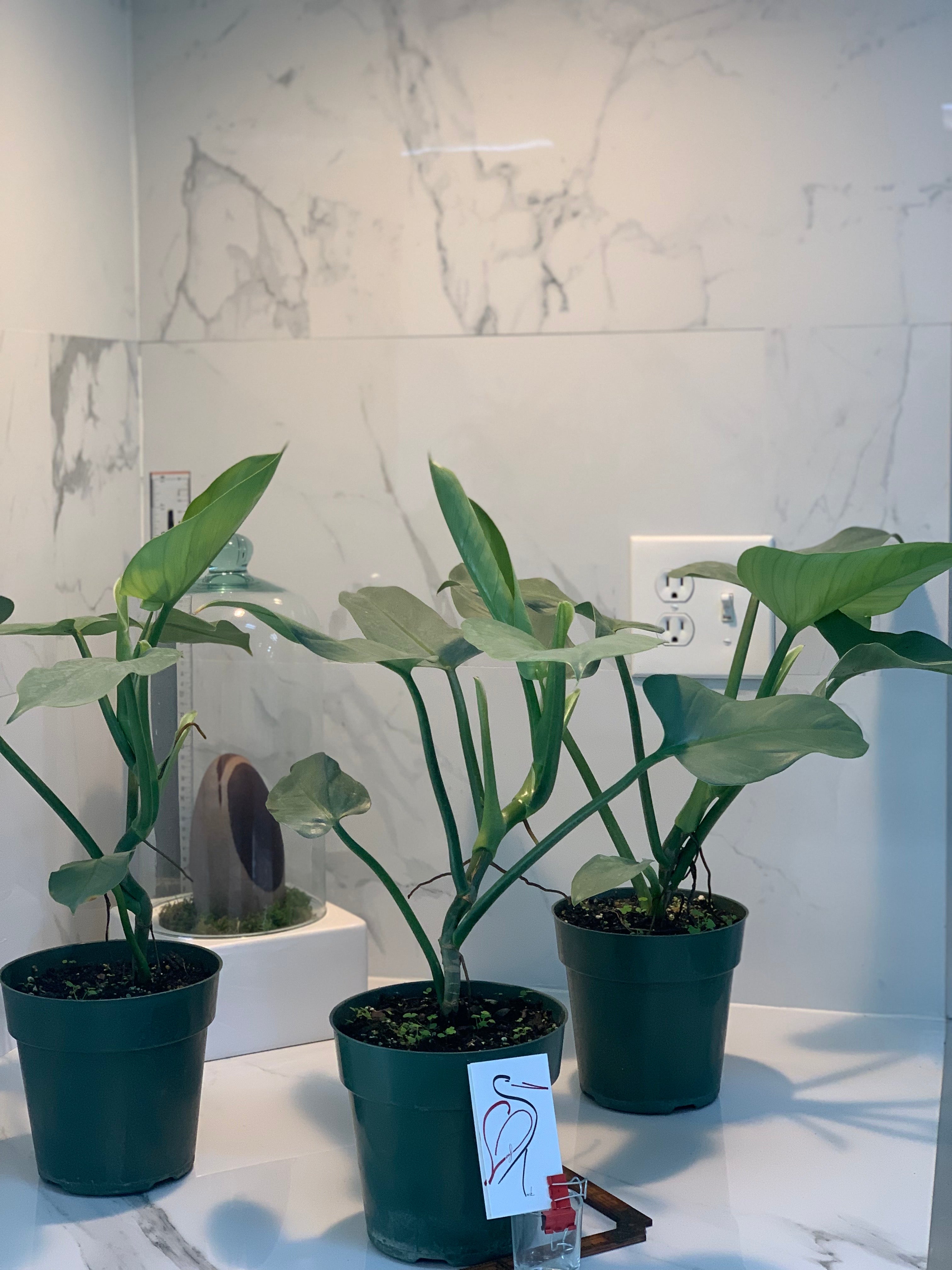 philodendron hastatum glaucophyllum Philodendron hastatum glaucophyllum " Silver Sword"