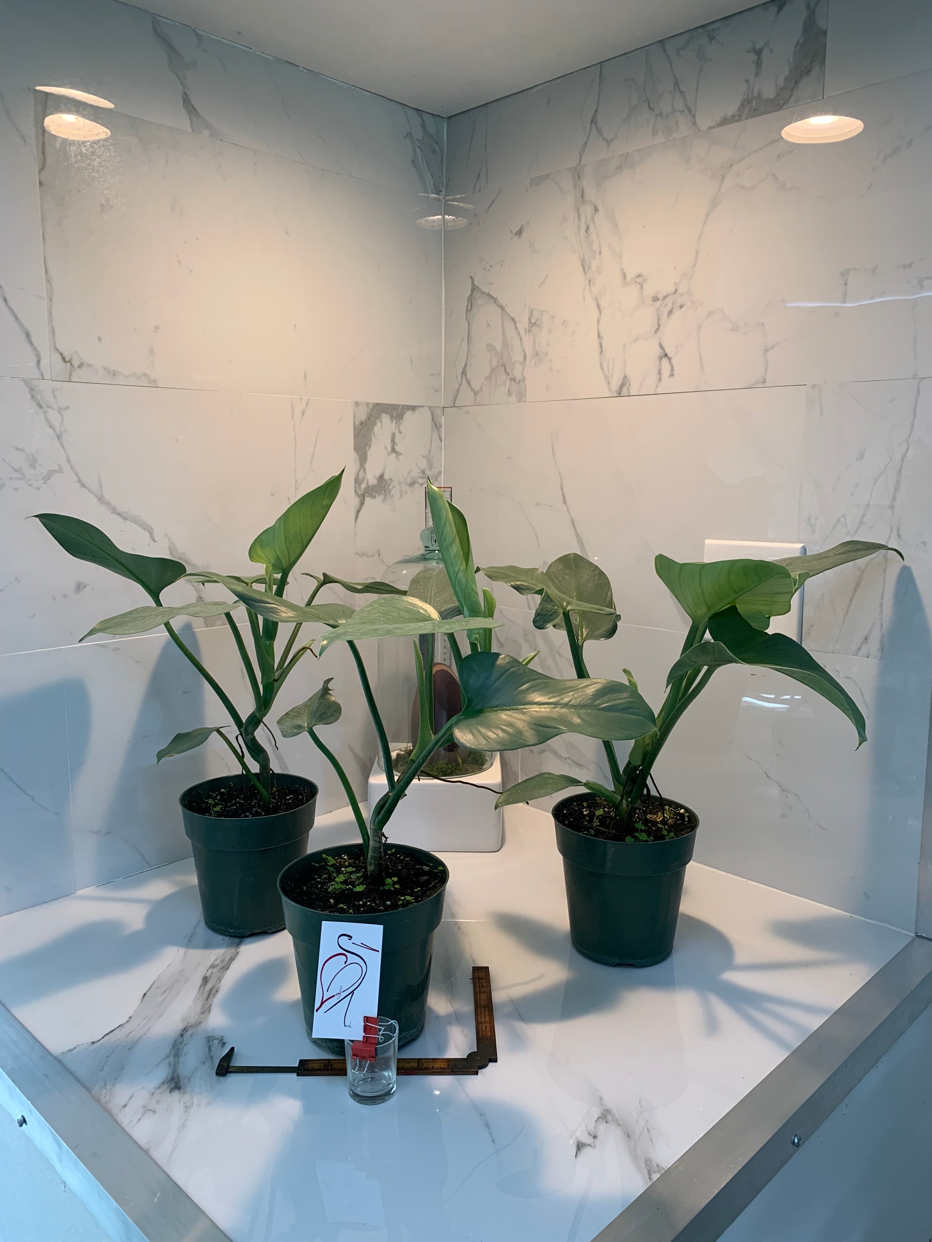 philodendron hastatum ebay Philodendron hastatum glaucophyllum " Silver Sword" – Leaf Stork