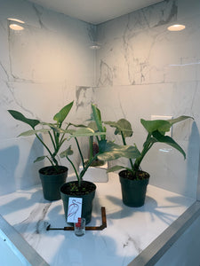 philodendron hastatum silver sword for sale Philodendron hastatum glaucophyllum " Silver Sword" – Leaf Stork