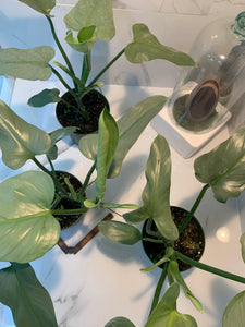 philodendron glaucophyllum vs hastatum Philodendron hastatum glaucophyllum " Silver Sword"