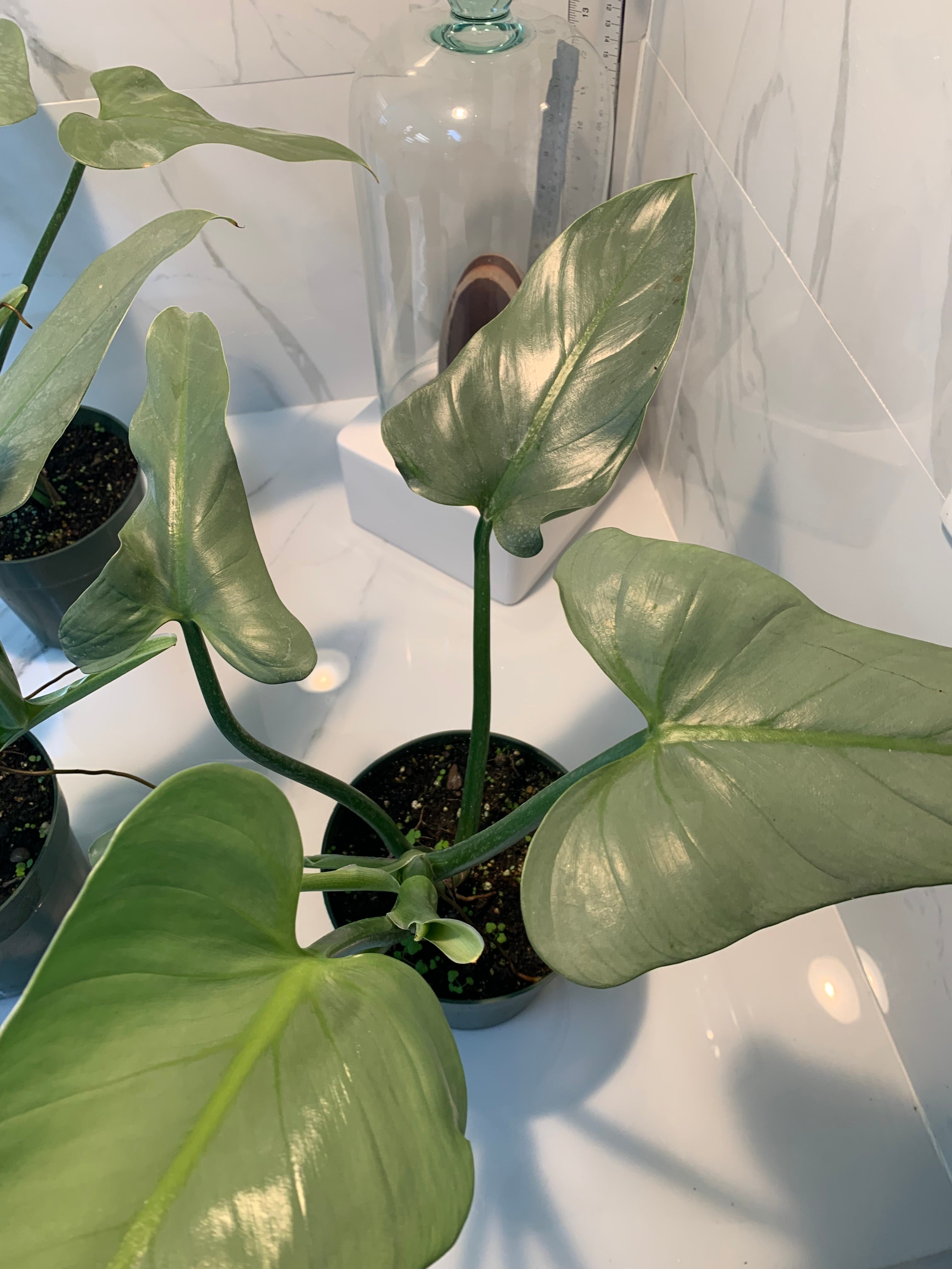philodendron glaucophyllum same as philodendron hastatum Philodendron hastatum glaucophyllum " Silver Sword" – Leaf Stork