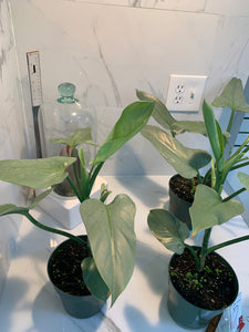 philodendron hastatum ebay Philodendron hastatum glaucophyllum " Silver Sword" – Leaf Stork