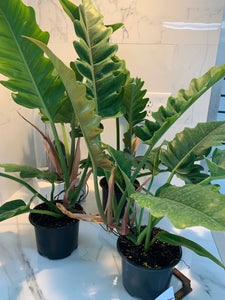 Philodendron Jungle Boogie