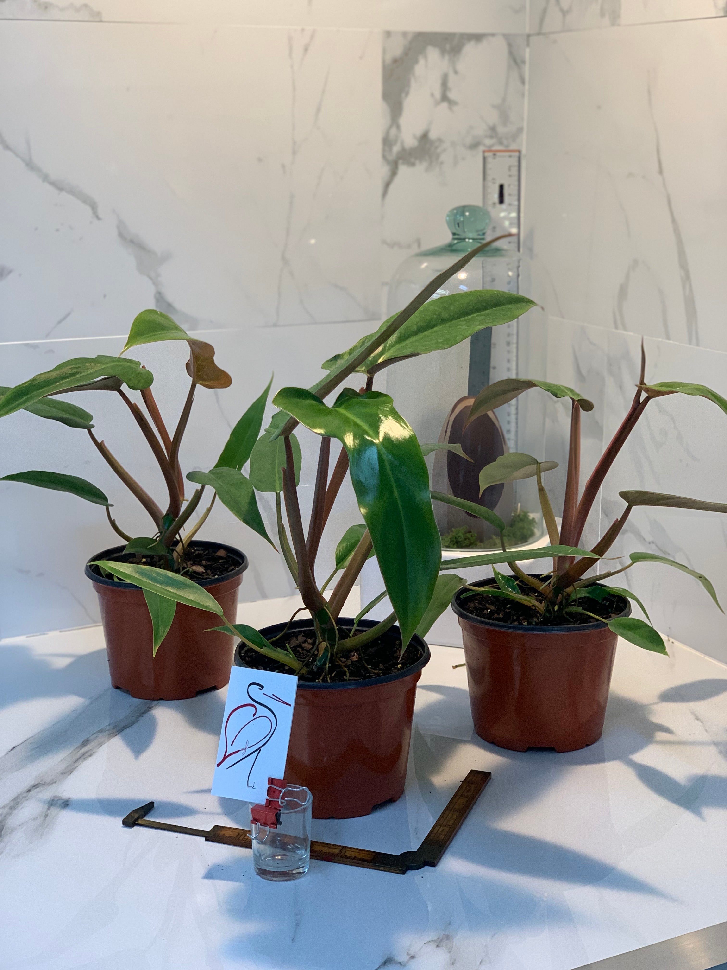 philodendron cf mexicanum Philodendron Mexicanum – Leaf Stork