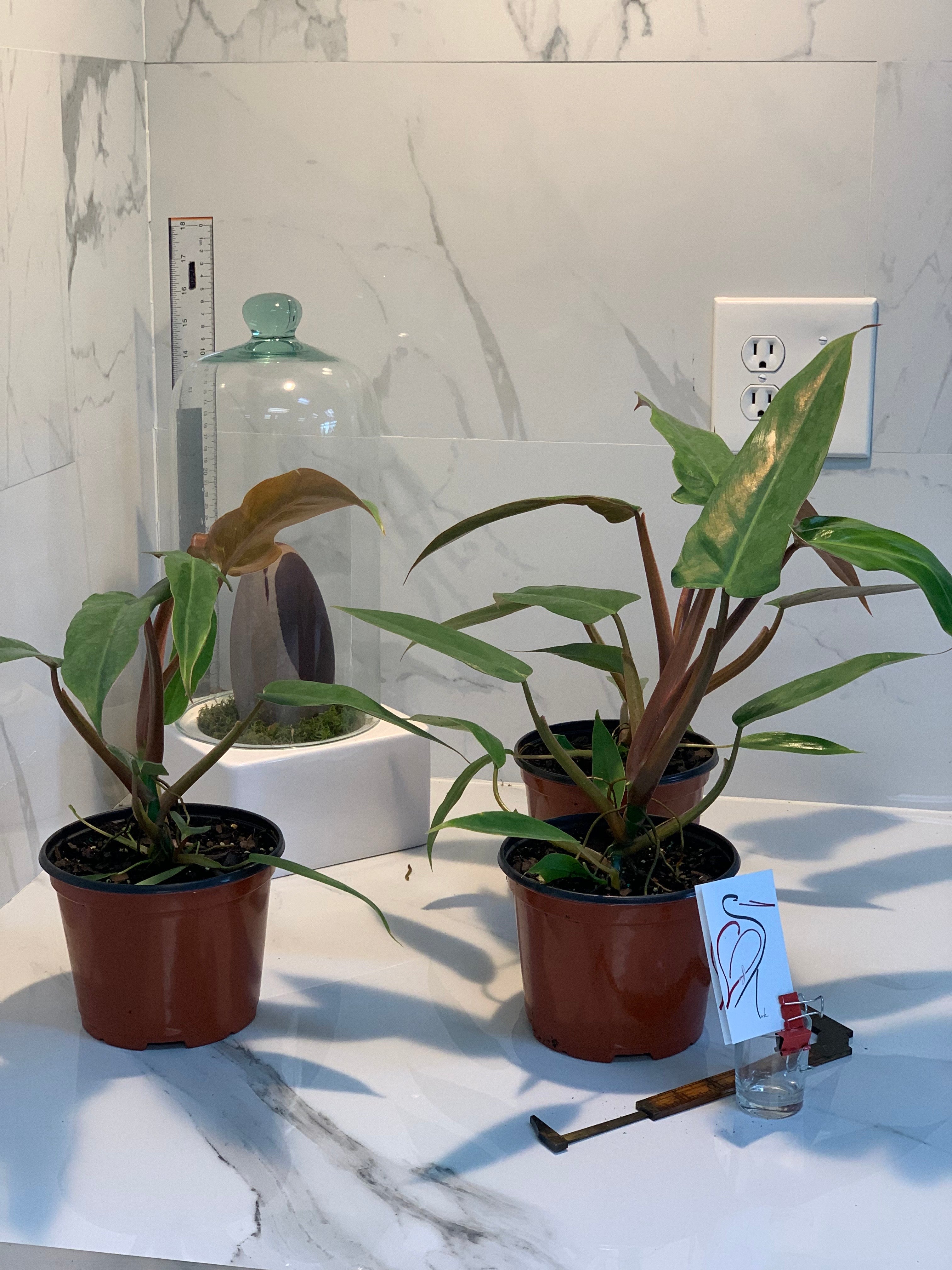 mexicanum philodendron price philippines Philodendron Mexicanum – Leaf Stork