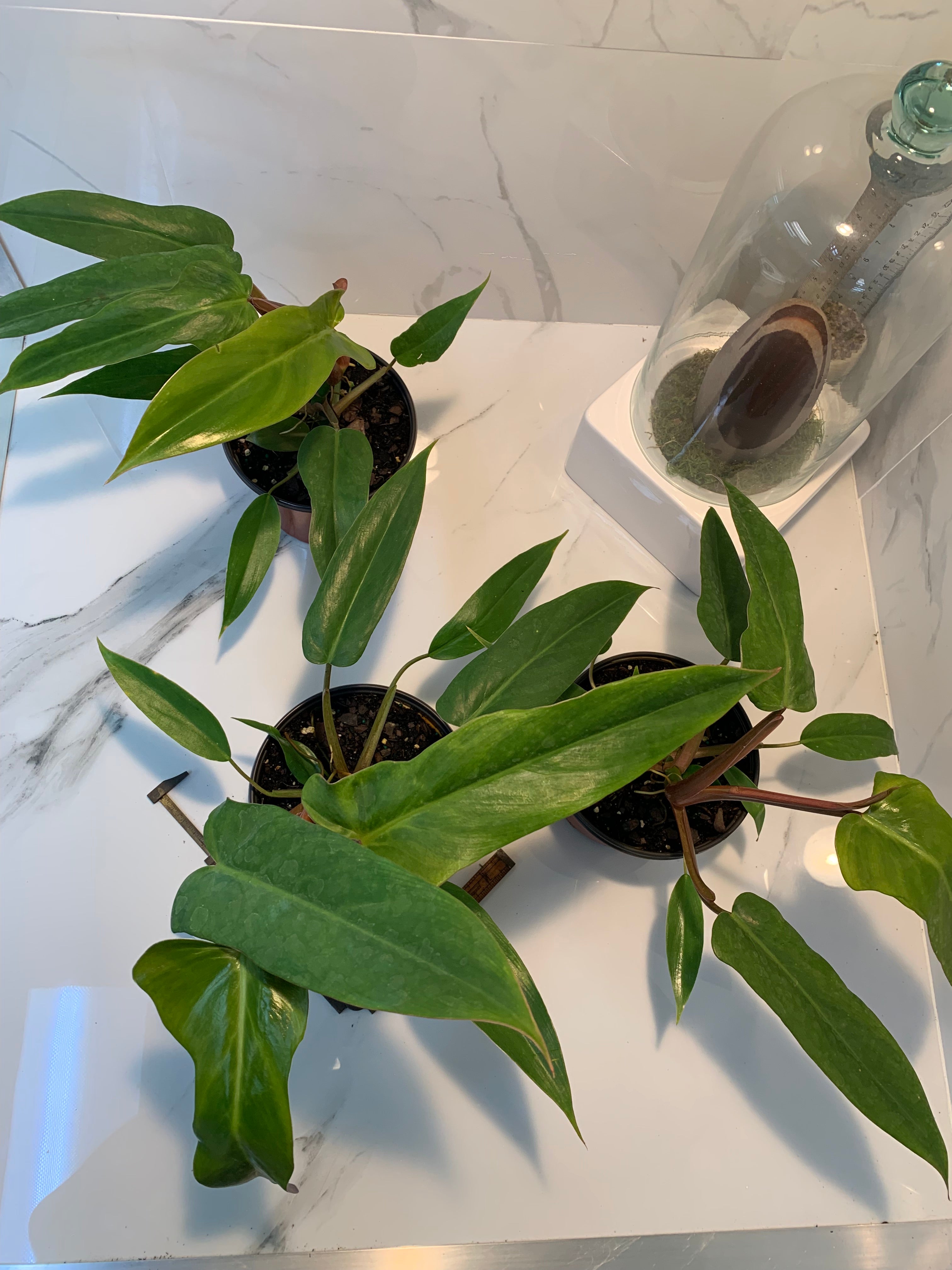 mexicanum philodendron Philodendron Mexicanum – Leaf Stork