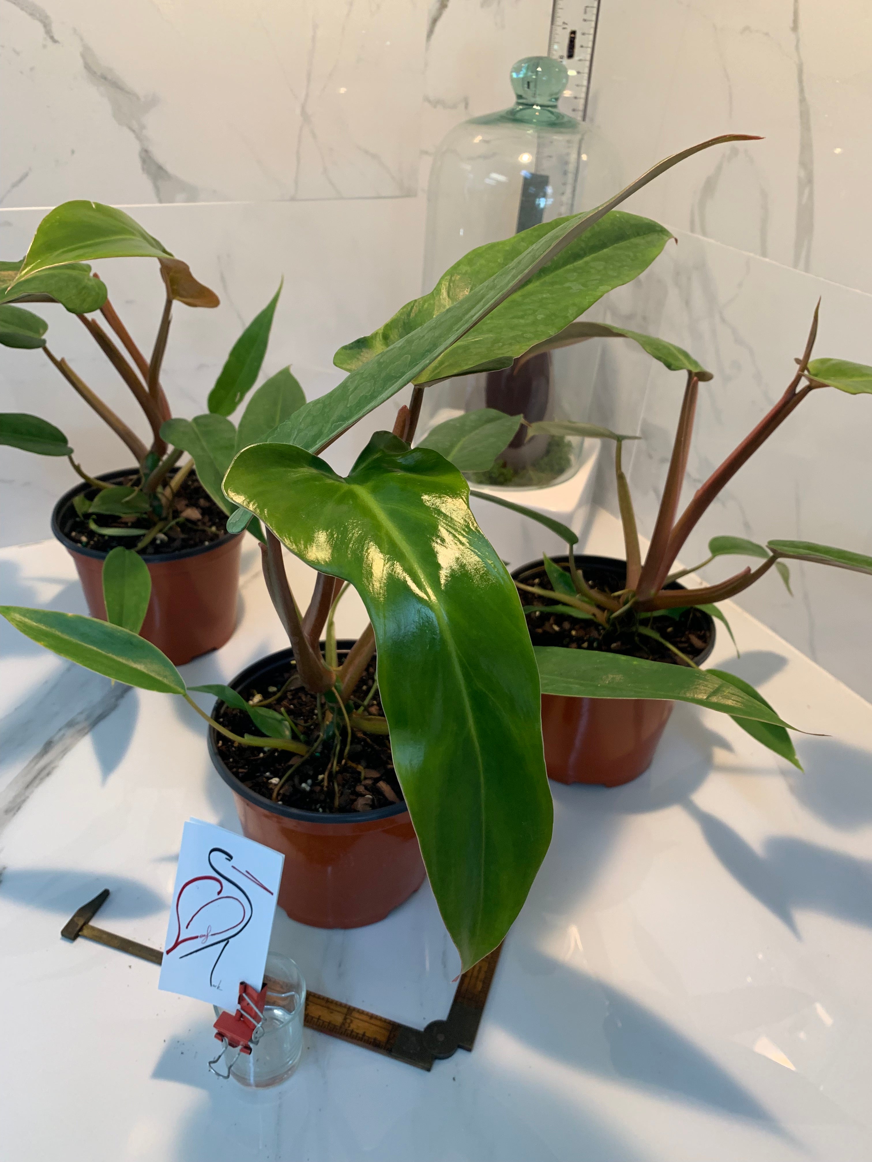 mexicanum philodendron Philodendron Mexicanum – Leaf Stork