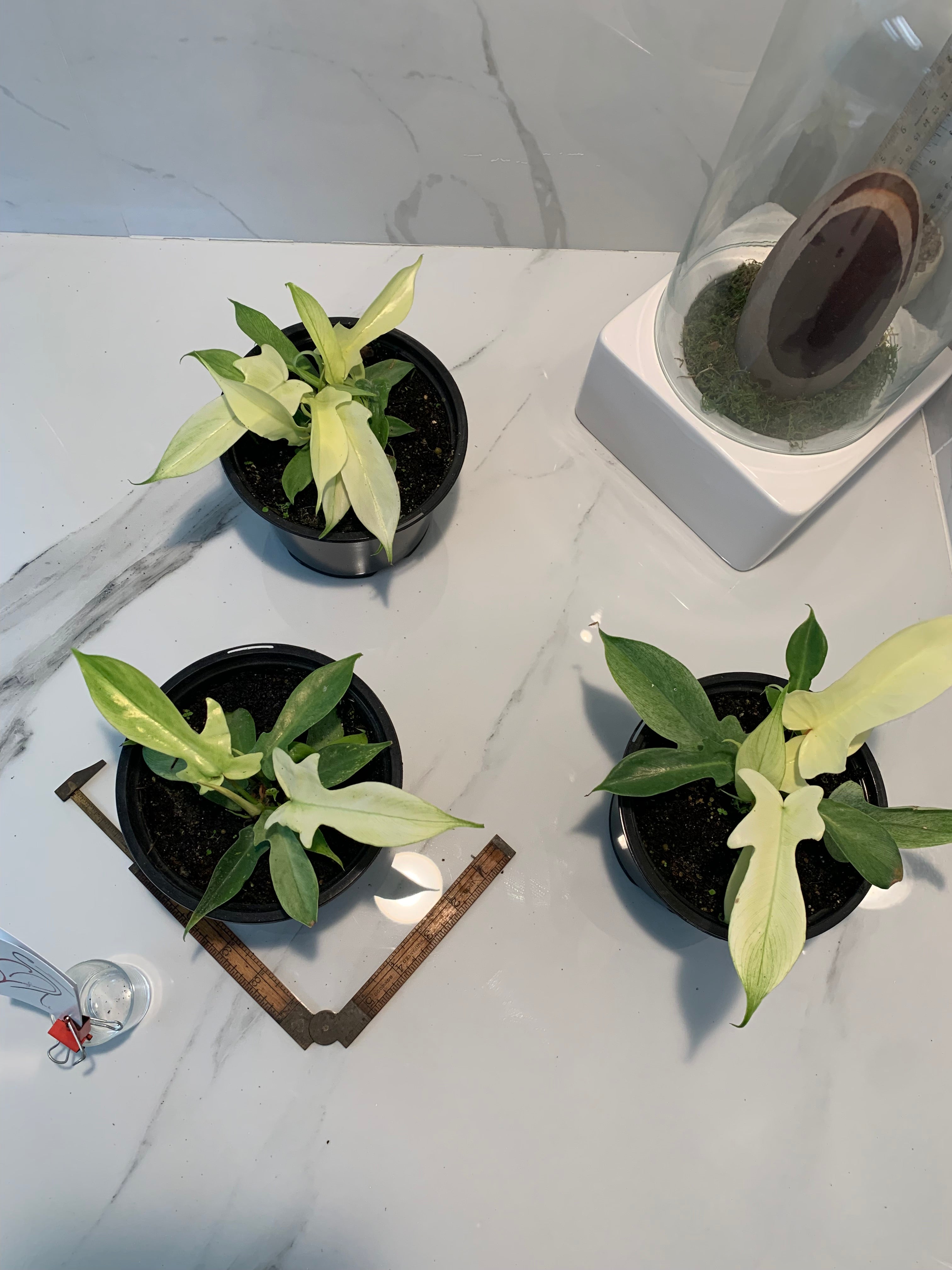 florida ghost philodendron Philodendron Florida Ghost – Leaf Stork