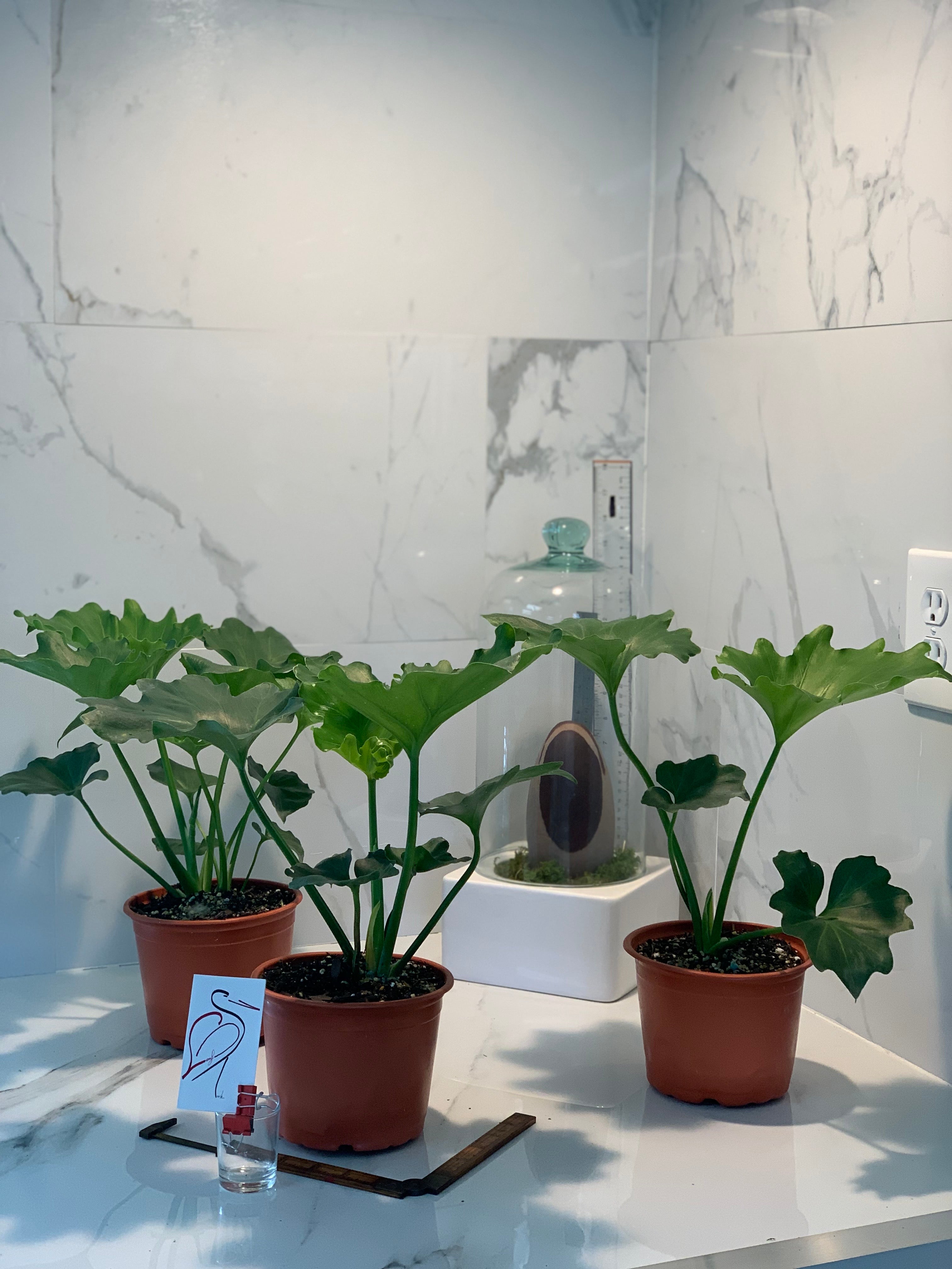 philodendron hope selloum watering Philodendron selloum 'Hope' — Tropical Split-Leaf Philodendron