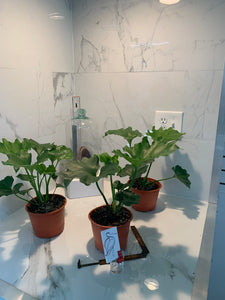 large philodendron hope Philodendron selloum 'Hope' — Tropical Split-Leaf Philodendron