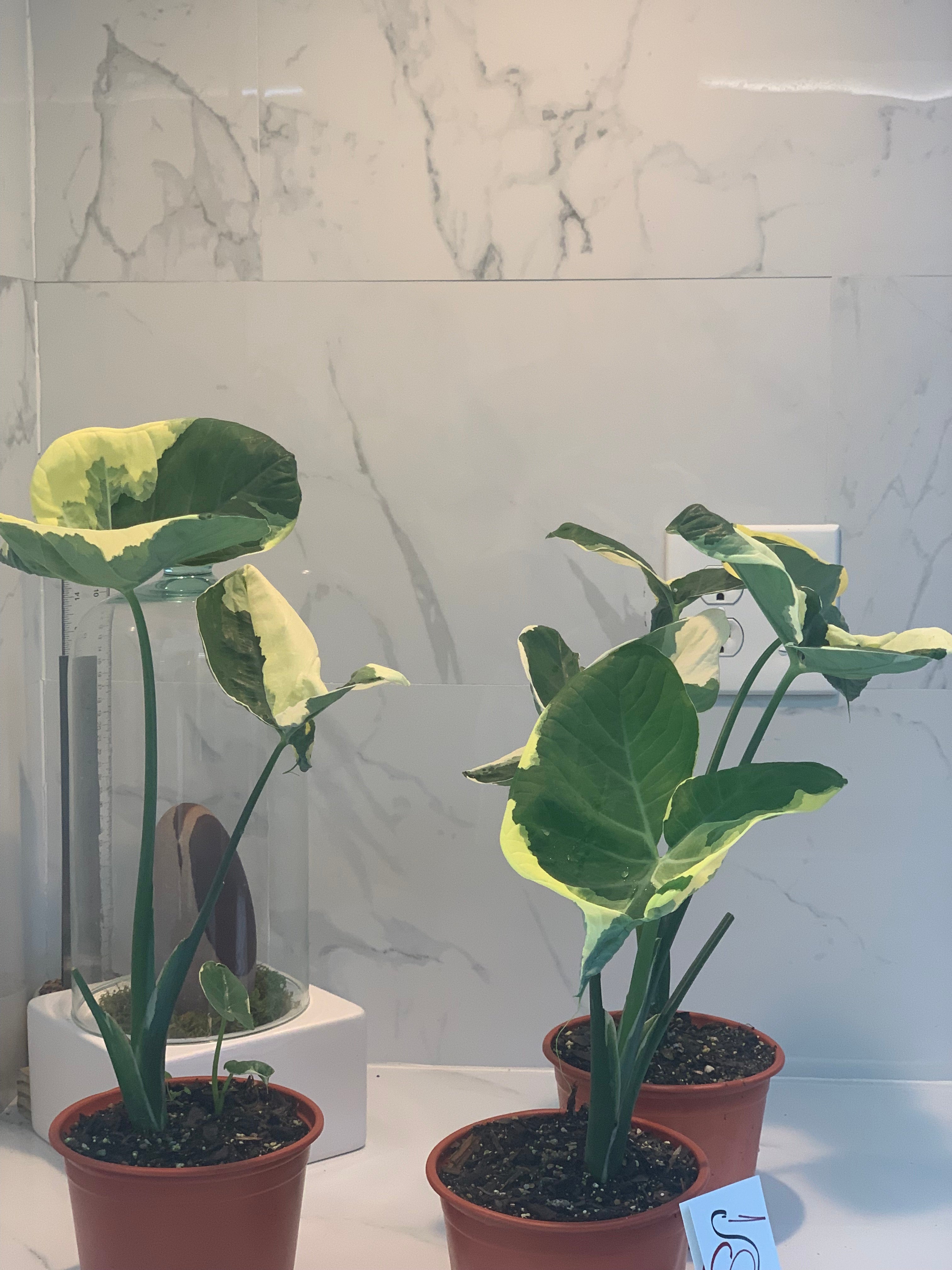 mickey mouse plant indoor Xanthosoma albo marginata 'Mickey Mouse' – Leaf Stork