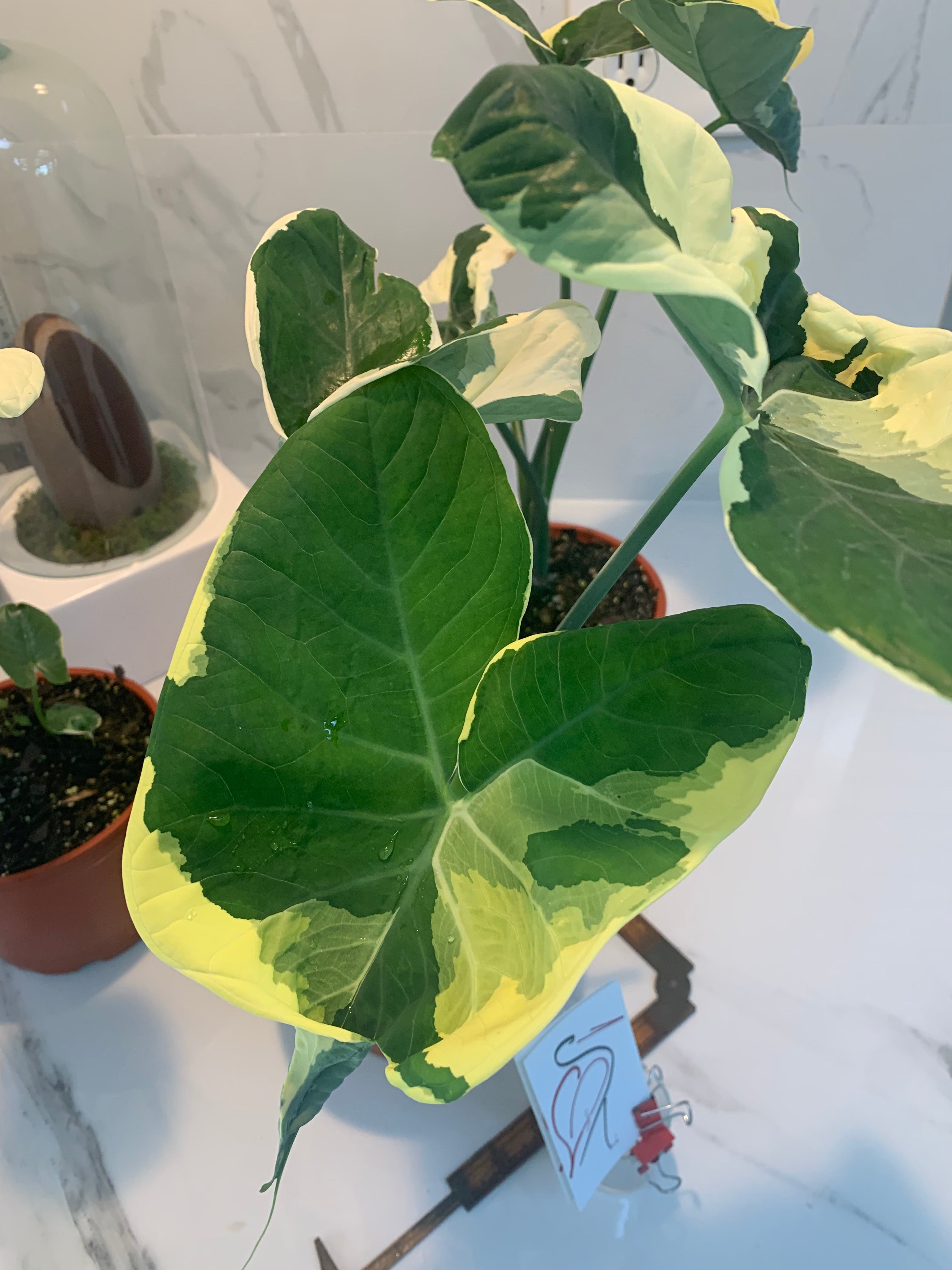 mickey mouse taro elephant ear plant Xanthosoma albo marginata 'Mickey Mouse' – Leaf Stork