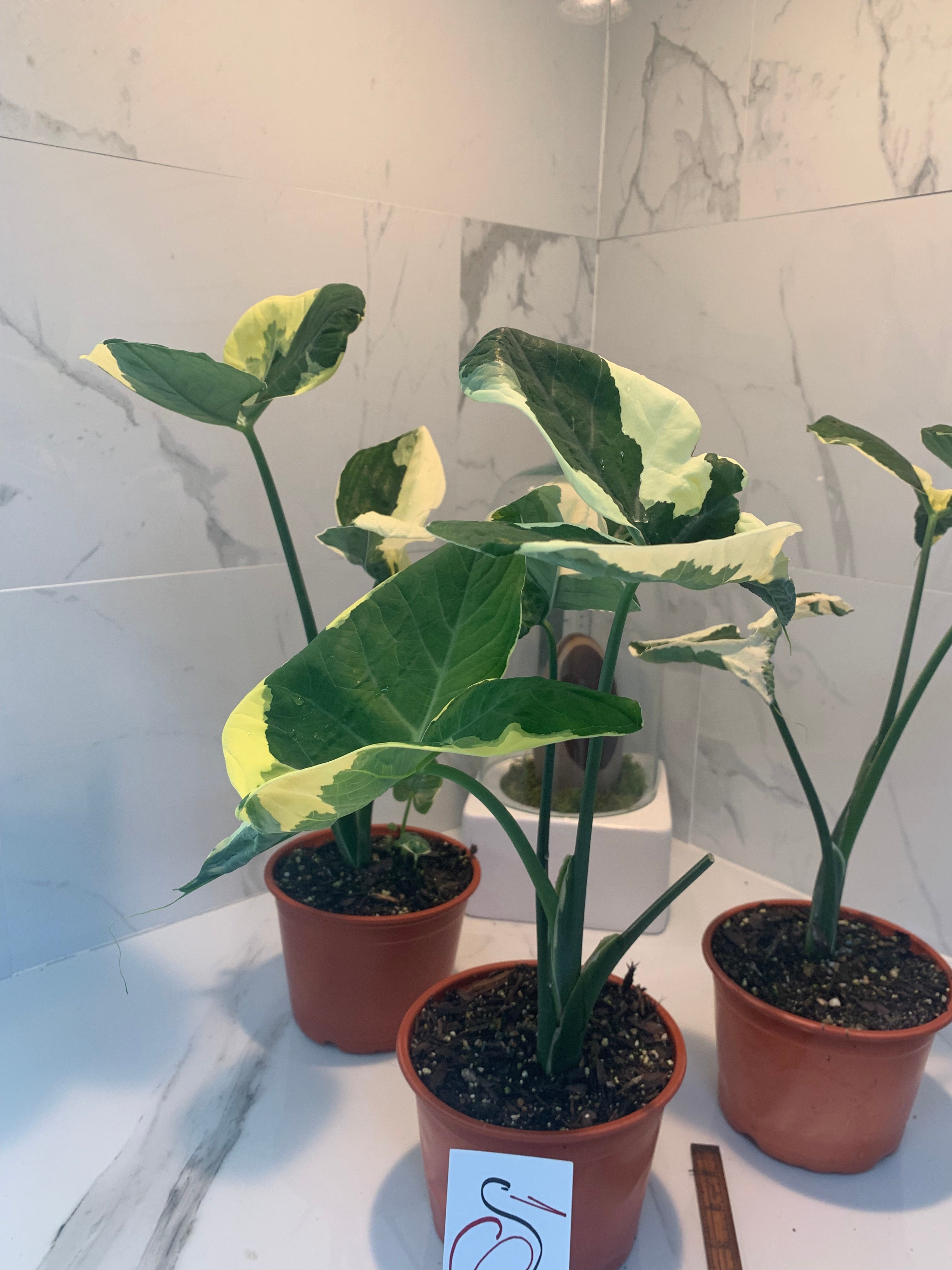 xanthosoma indoor plant Xanthosoma albo marginata 'Mickey Mouse' – Leaf Stork