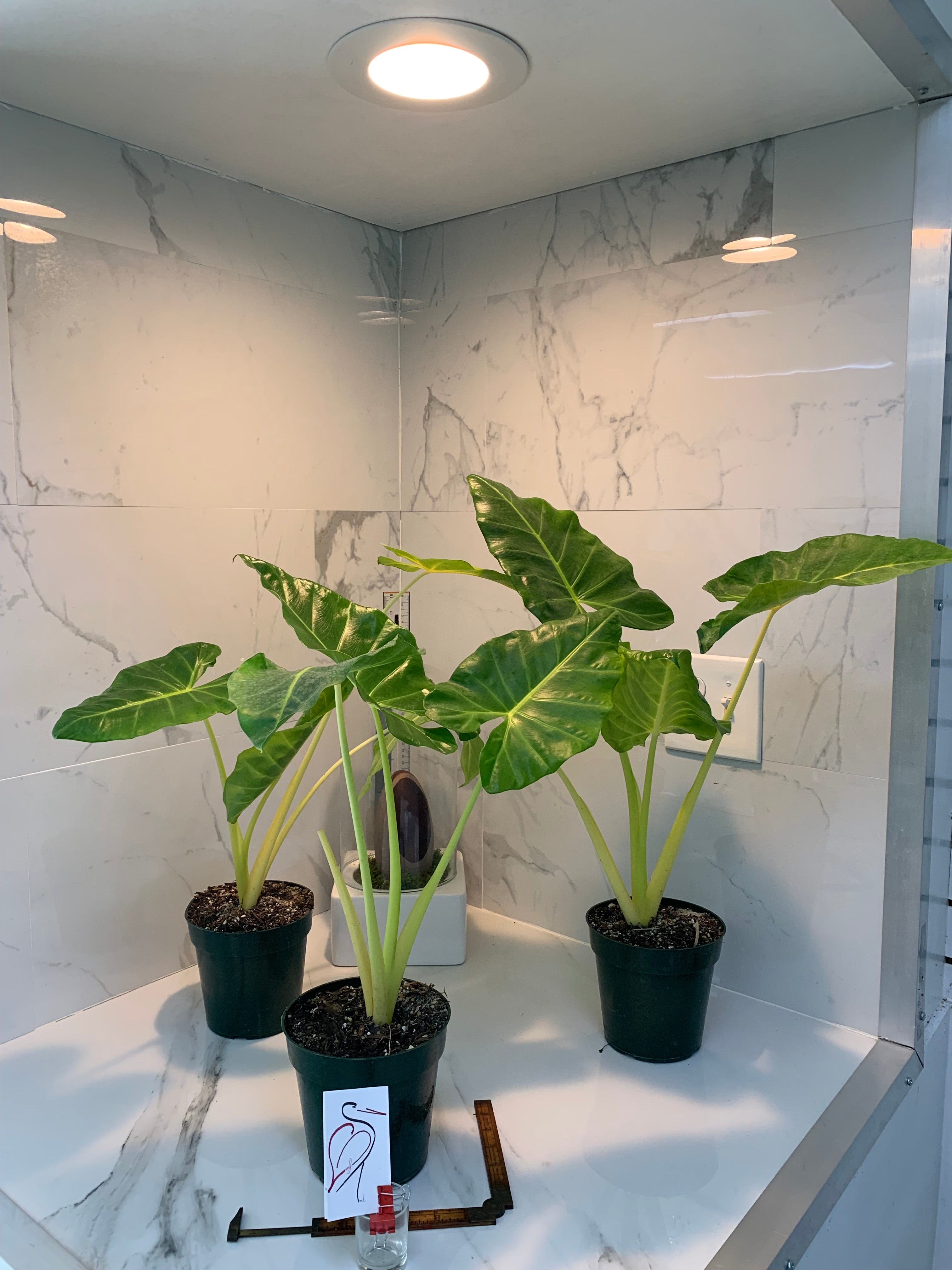 alocasia macrorrhiza indoor plant Alocasia macrorrhiza 'lutea' – Leaf Stork