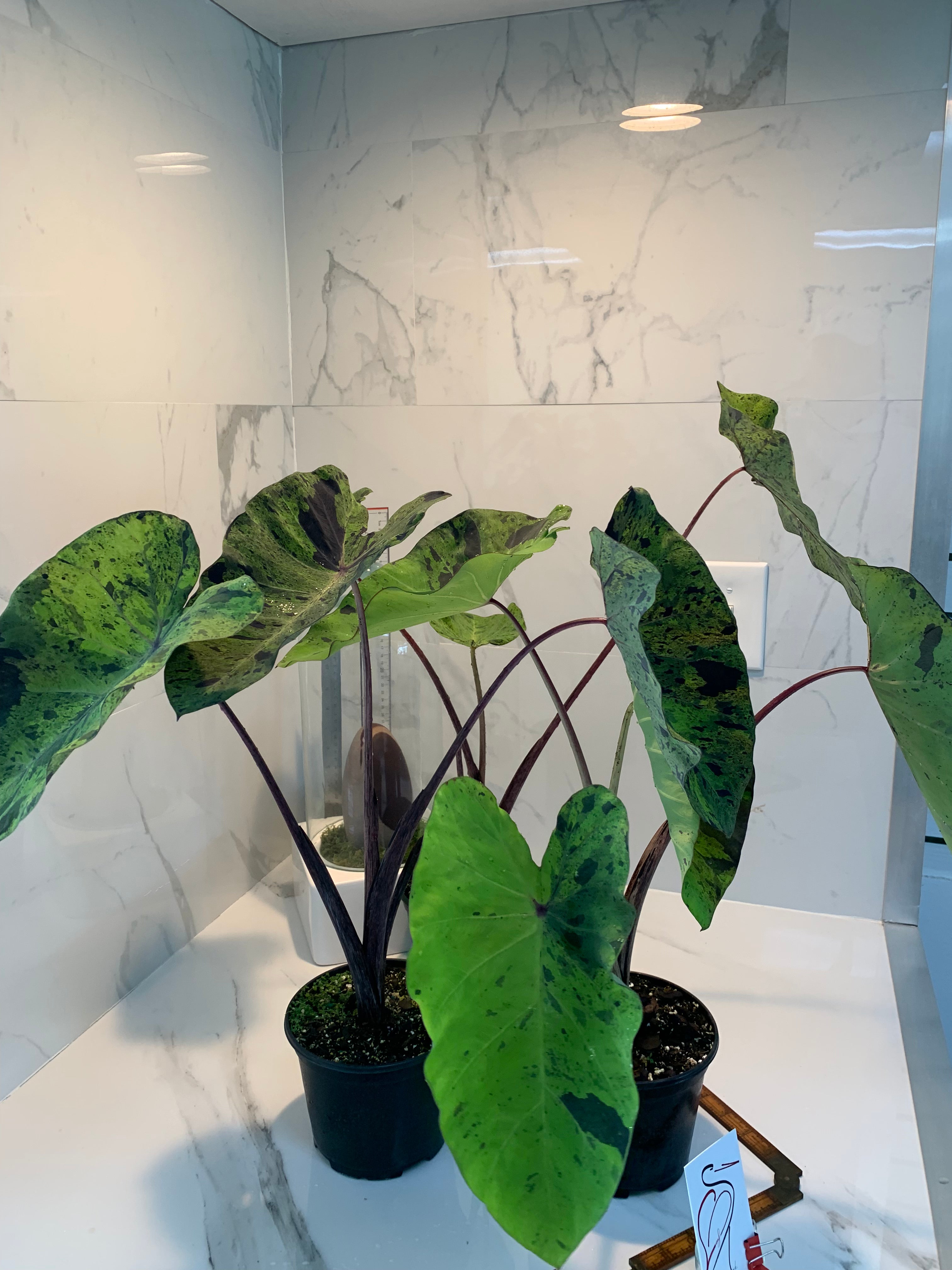 mojito plant elephant ear Colocasia esculenta 'Mojito' – Leaf Stork