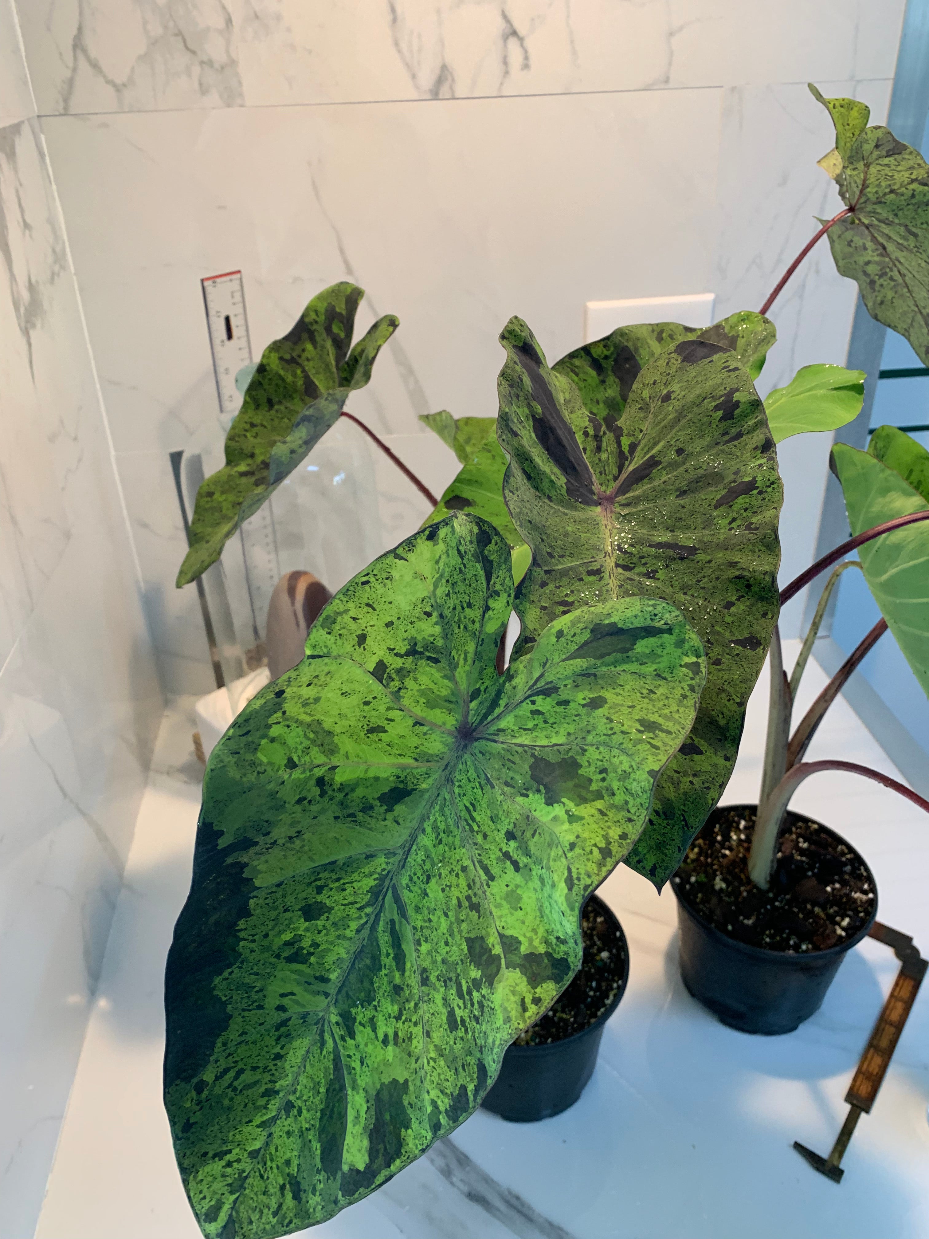 mojito elephant ear plant Colocasia esculenta 'Mojito' – Leaf Stork