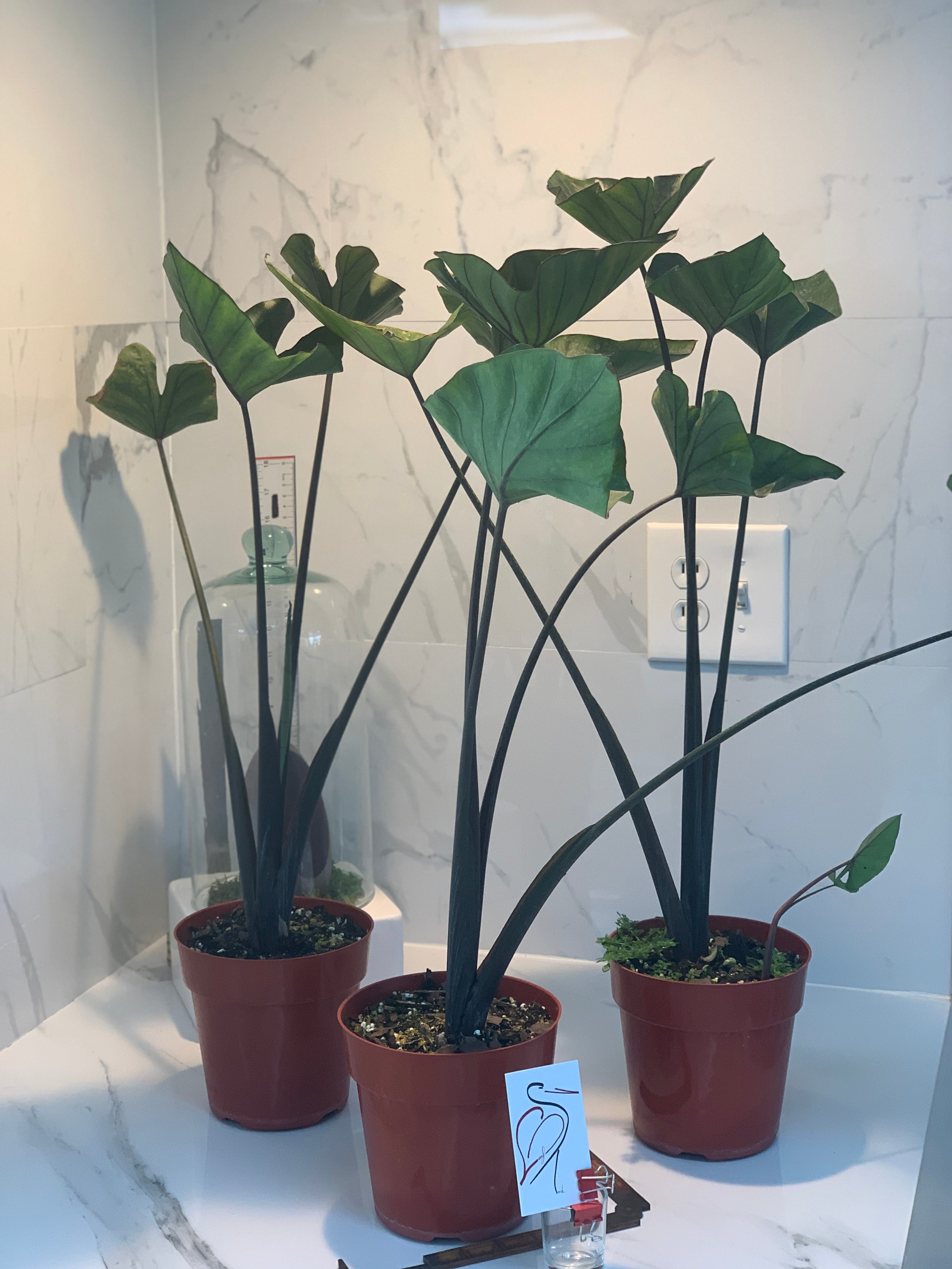 Colocasia esculenta 'Tea Cups'