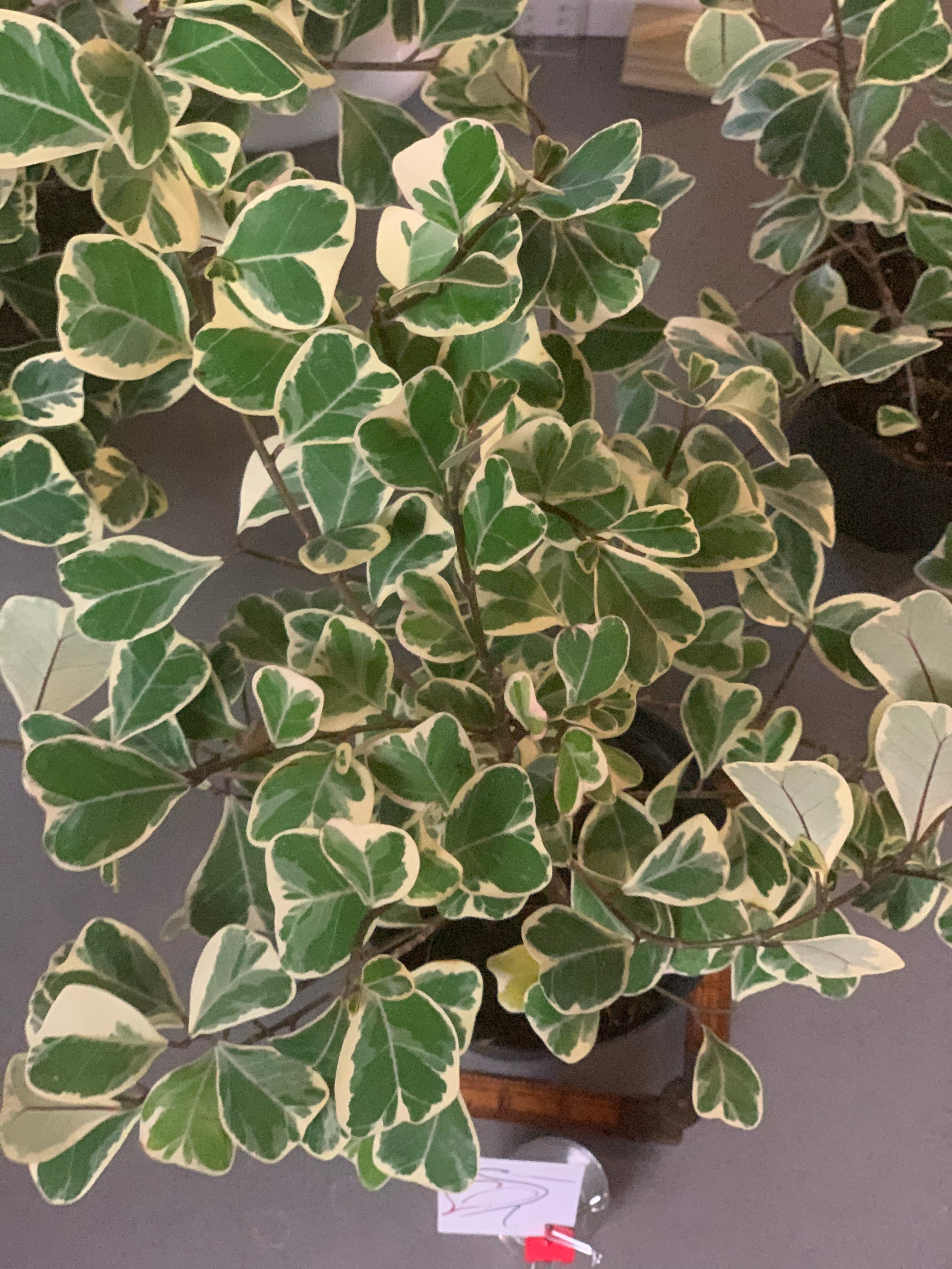Ficus Triangularis Variegata